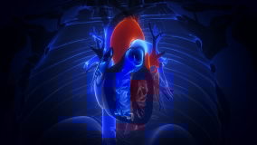heart with blood action close up animation